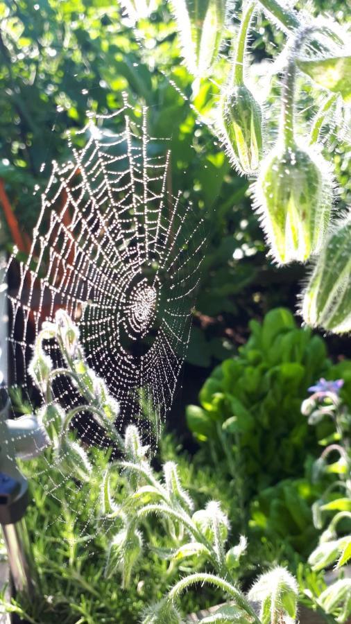 Bel-Etage Daire Liebshausen Dış mekan fotoğraf